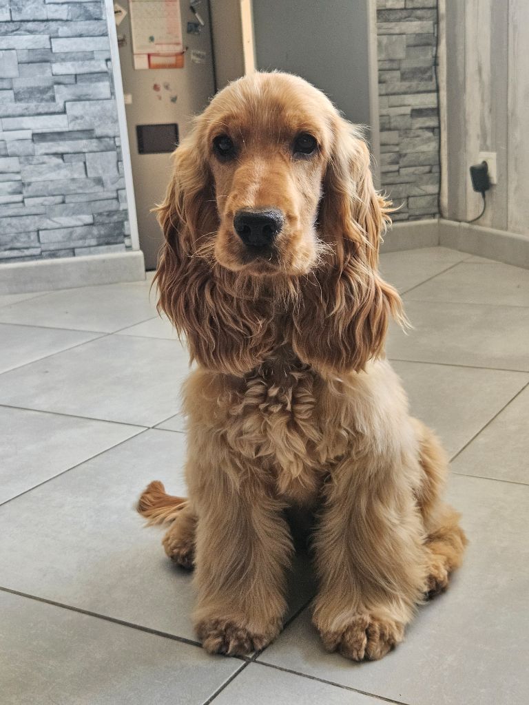 Sunset D'hell Apple pie