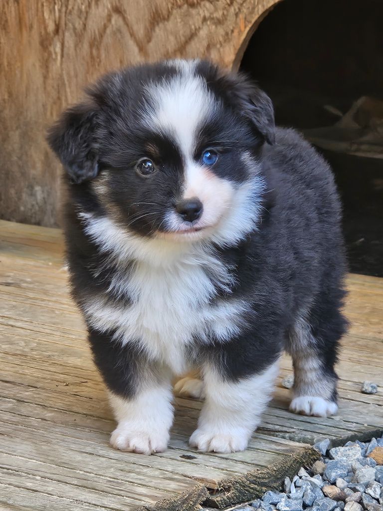 Des Rêves Indiens - Chiots disponibles - Berger Américain Miniature 