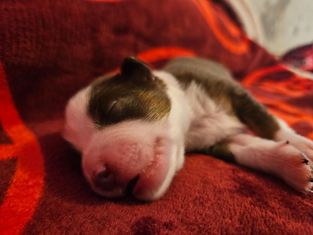 Des Rêves Indiens - Chiots disponibles - Berger Américain Miniature 