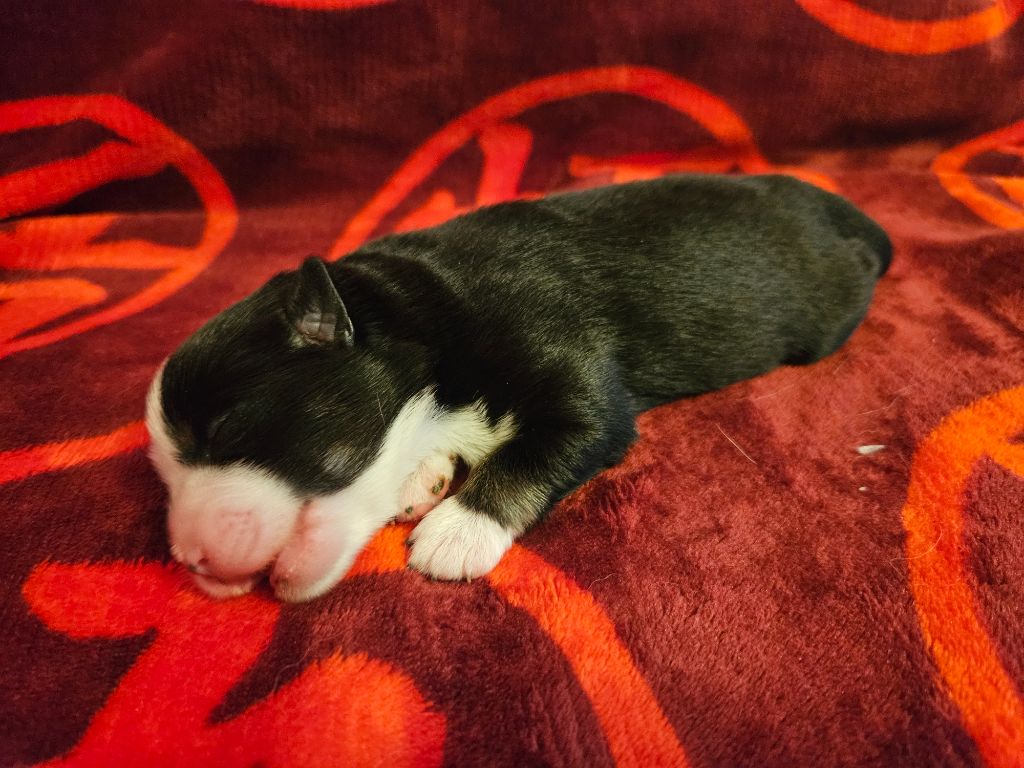 Des Rêves Indiens - Berger Américain Miniature  - Portée née le 11/09/2025