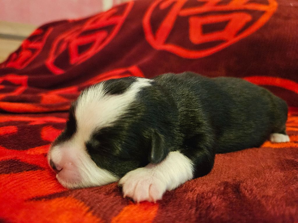 Des Rêves Indiens - Chiots disponibles - Berger Américain Miniature 