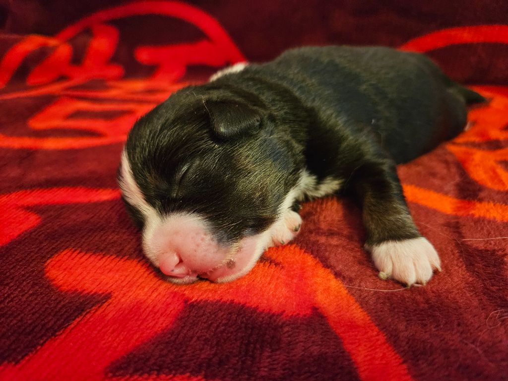 Des Rêves Indiens - Chiots disponibles - Berger Américain Miniature 