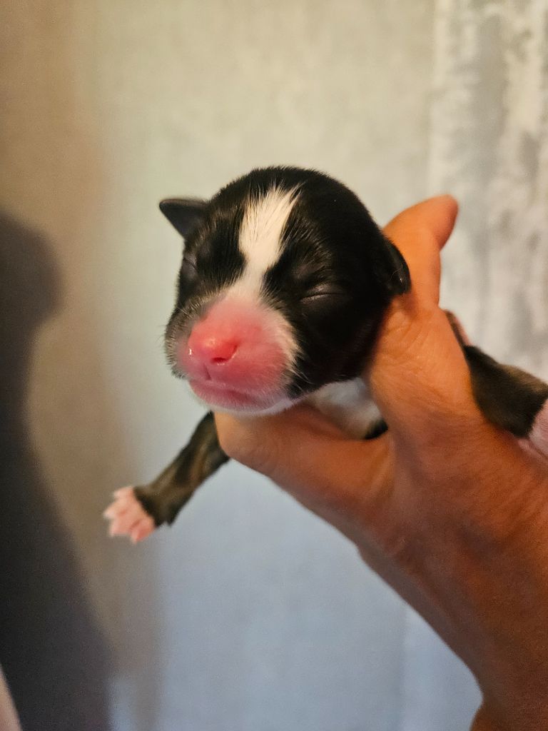 Des Rêves Indiens - Chiots disponibles - Berger Américain Miniature 