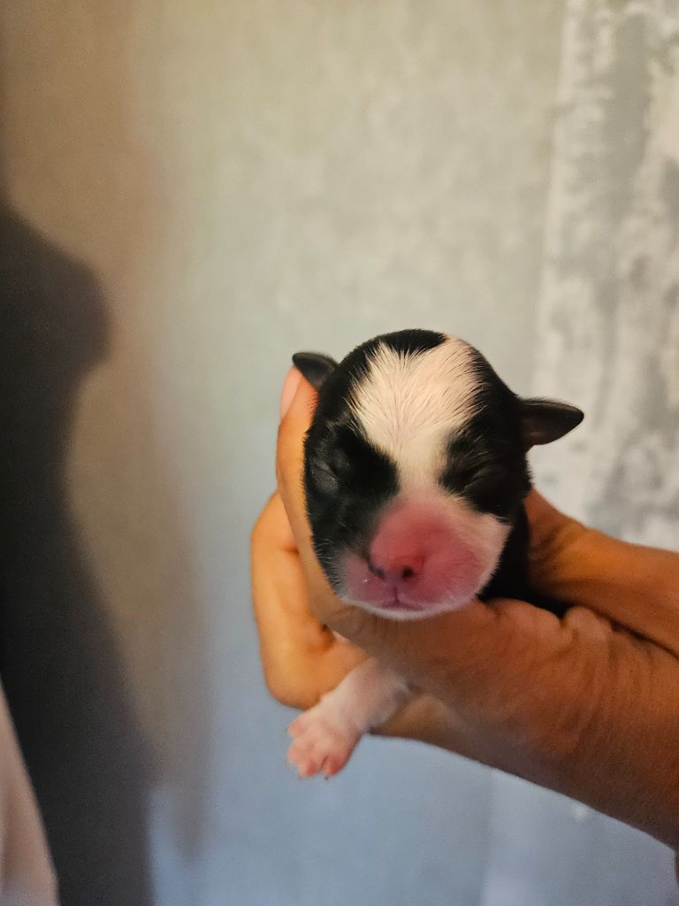 Des Rêves Indiens - Chiots disponibles - Berger Américain Miniature 